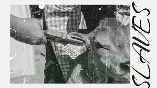 American Cattle Ruled By The Elites [upl. by Weiman]