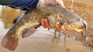 How to Catch Catfish with Worms  Bank fishing tips [upl. by Eynobe]