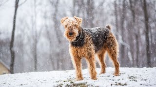 Exploring the Airedale Terriers Unique Bond with Otters [upl. by Einaffets]