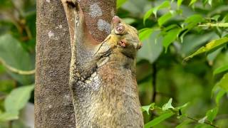 A malayan colugo with baby [upl. by Jabe423]