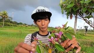 Bunga Dari Pohon Yang Kita Anggap Gulma Ternyata Bisa Kita Makan Dan Banyak Sekali Manfaatnya [upl. by Yboc]