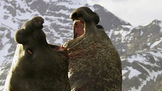 Battle Between Two Bull Elephant Seals  4K UHD  Seven Worlds One Planet  BBC Earth [upl. by Eintruok]