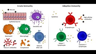 L20 Innate and adaptive immunity an introduction [upl. by Bianca]