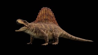 Dimetrodon Grandis  rigged amp animated 3D model [upl. by Maureen]