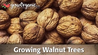 Growing Organic Walnut Trees [upl. by Amara213]