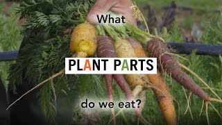 Foodwise Kids What Plant Parts Do We Eat [upl. by Aymik254]