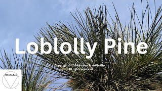 Loblolly Pine [upl. by Amsaj]