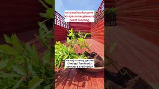 Khaya senegalensis plant original mahogany plant loading shorts 6379549907 [upl. by Maria]