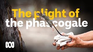 The plight of the phascogale [upl. by Ociram]