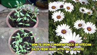 HOW TO GROW DIMORPHOTHECA OR AFRICAN DAISY FROM SEEDS WITH FULL UPDATES [upl. by Darraj]