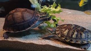 Malayan box turtle amp redeared slider eating lettuce [upl. by Karalynn]