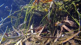 Native fish Blackbanded Rainbowfish Melanotaenia nigrans Kakadu National Park [upl. by Adnopoz88]