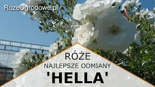 Róża pnąca HELLA® [upl. by Beal]