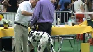 Galen Expo Canine Liège 2013 [upl. by Nalyk954]