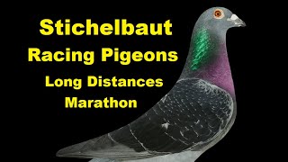 Stichelbaut Racing Pigeon  Long Distances  Marathon [upl. by Renell]