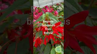 Benary Begonia Types flowers containergardening garden gardeningguidebegonia begonias annual [upl. by Annairoc218]