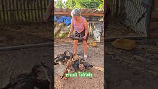 ได้กี่ตัวน้อยาย How many chickens do you think youll get ขำขำ funny ตลก comedy [upl. by Celka]