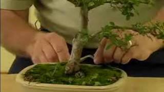 How to Grow Bonsai Trees  How to Care for your Bonsai Tree  Bonsai Maintenance [upl. by Ruthy]