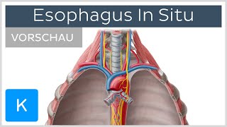 Ösophagus Lage und Funktion der Speiseröhre Vorschau  Kenhub [upl. by Edra431]