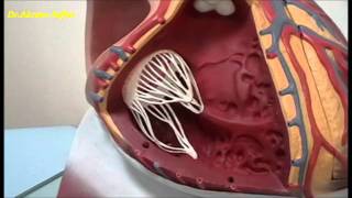 External and internal features of the heart  plastic model [upl. by Todhunter541]