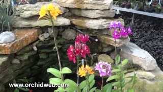 OrchidWeb  Epidendrum hybrids [upl. by Cran]