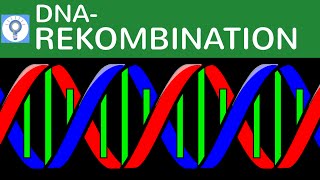 DNARekombination  Methoden der künstlichen DNARekombination in der Genetik einfach erklärt [upl. by Ebner803]