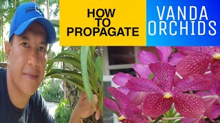 How to Propagate Vanda Orchids tips Vanda How to cut the stem of Vanda orchids [upl. by Holle]