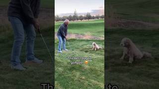 The BEST golf dog A retriever 😜 [upl. by Enenaj]