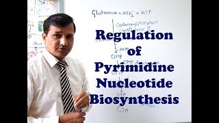 Pyrimidine Synthesis Regulation [upl. by Charline]