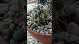 Copiapoa Fideleriana y Fideleriana Variegata [upl. by Warrin536]