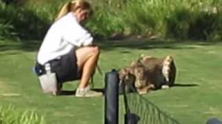 Cheetah Run at San Diego Zoo Safari Park [upl. by Kciremed]