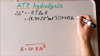 Thermodynamics ATP hydrolysis problem [upl. by Micaela]