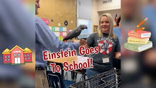 Einstein Parrot Goes To School [upl. by Giorgio]