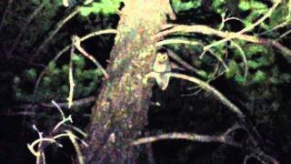 Flammulated Owl calling in Arizona [upl. by Avle]