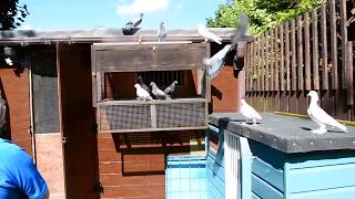 Pigeons Pigeon Fanciers Tipplerman of Great Britain Davey Warrener Subscribe for full documentary [upl. by Gabi167]