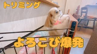 【シーズー】トリミングのお迎えで喜び爆発の愛犬が可愛い [upl. by Renard289]