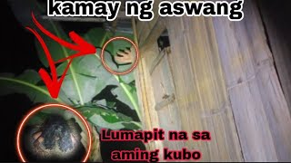 viral wakwak or aswang lumapit na sa aming kubo [upl. by Durwyn53]