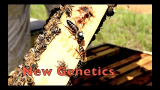 Introducing Caucasian Bees Into Our Apiary [upl. by Ricard]