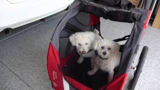 Be amazed by Hamax Pluto dog bike trailers fantastic features [upl. by Zeke]