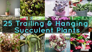 25 Trailing amp Hanging Succulent Plants [upl. by Alleber828]