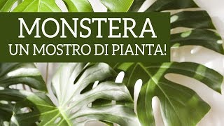 Monstera deliciosa un mostro di pianta [upl. by Shoshana780]