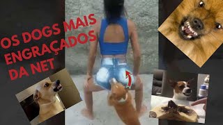 Os cachorros mais engraçados do youtube 2022 [upl. by Ynetsed]