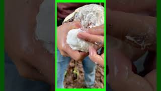 TECHNIQUE OF SCRAPING THE BARK TO RECEIVE TREE SAP PART16 caosu asmr [upl. by Ohnuj]