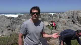 Rodolfo Guzmán from Boragó foraging the Chilean coast [upl. by Towne]