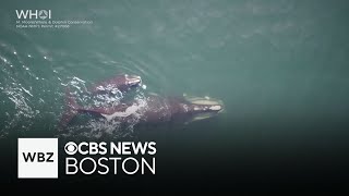 Majestic video shows right whale mother and her calf in Cape Cod Bay [upl. by Barbour]