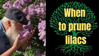 When to prune lilacs for the most blooms [upl. by Cuyler]