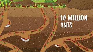 Leafcutter ants [upl. by Arykahs]