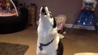 Siberian Husky Hilarious singing dogs huskies howling dog sings to harmonica [upl. by Stavro]