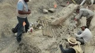 Archaeology dig reveals preserved dinosaur [upl. by Gordon]