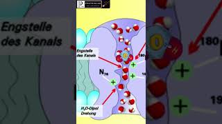 What is creatine fitnessjourney protein creatine [upl. by Corry261]